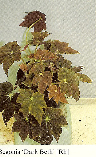 B. ‘Dark Beth’